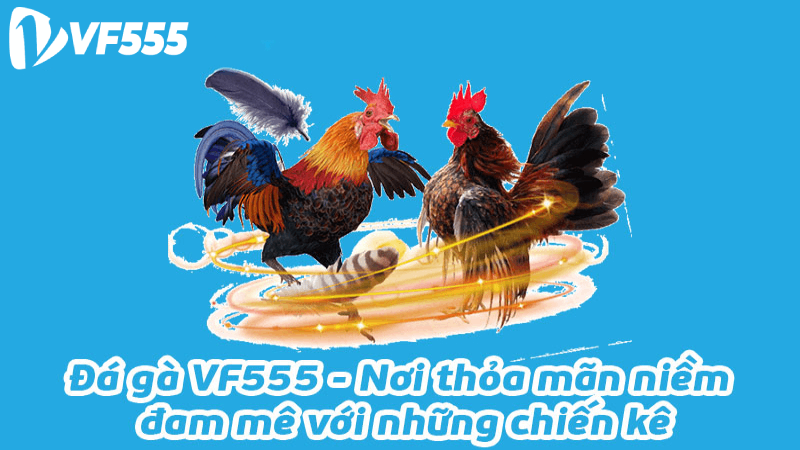 VF555 liên kết với nhiều trường gà lớn