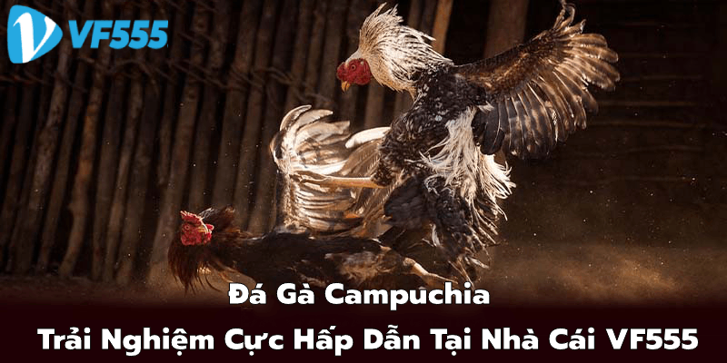 Lịch sử và phát triển của Đá Gà Campuchia